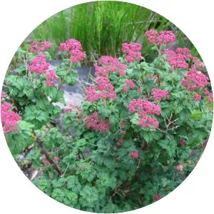 Spiraea japonica - Plants