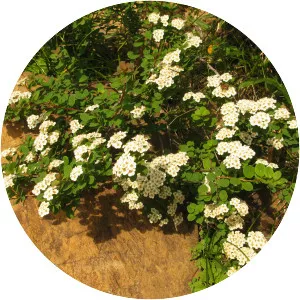 Spiraea nipponica