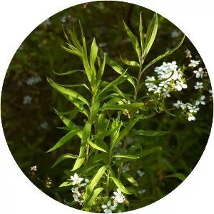 Spiraea thunbergii