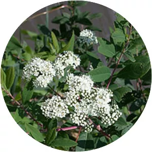 Spiraea virginiana - 