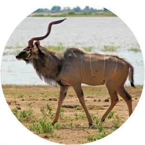 Spiral-horned bovines - Animal