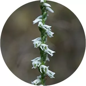 Spiranthes lacera - 