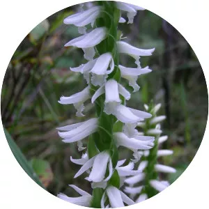 Spiranthes magnicamporum - 