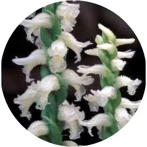 Spiranthes ovalis - 