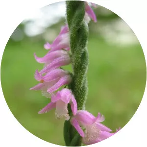 Spiranthes sinensis - Plants