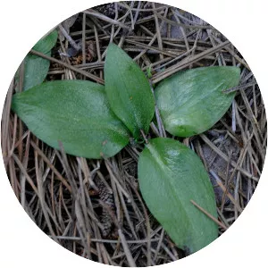 Spiranthes tuberosa - 