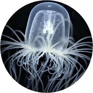 Spirocodon saltator - 