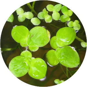 Spirodela polyrhiza (Spirodela Polyrhiza)