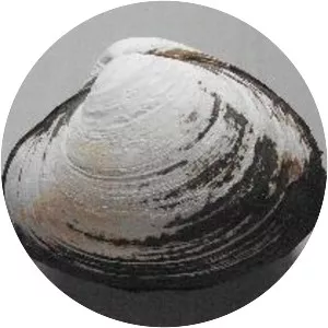 Spisula sachalinensis