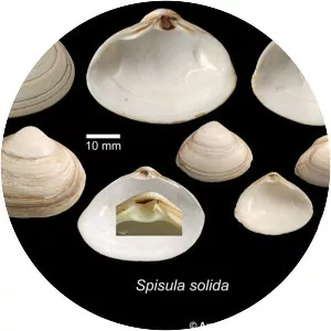 Spisula solida - Animal
