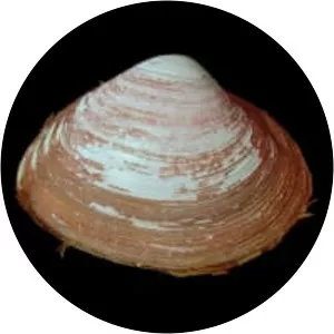 Spisula subtruncata - 