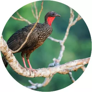Spix's guan - Bird