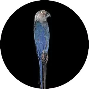 Spix's macaw