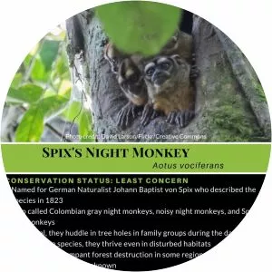Spix's night monkey