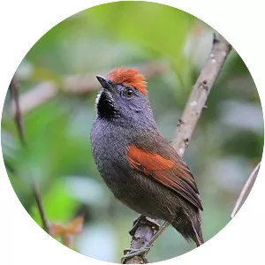 Spix's spinetail - Bird