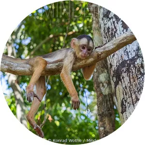 Spix's white-fronted capuchin