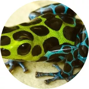 Splash-back poison frog