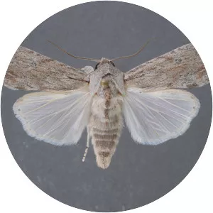 Spodoptera albula - 