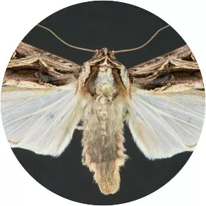 Spodoptera dolichos - 