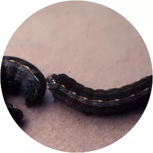 Spodoptera latifascia - 