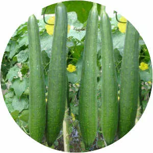 Sponge gourd