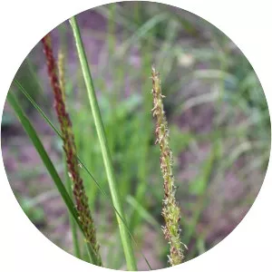 Sporobolus compositus