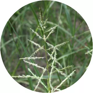 Sporobolus cryptandrus - 