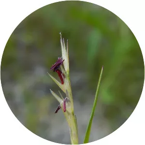 Sporobolus vaginiflorus - 