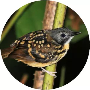 Spot-backed antbird - Bird