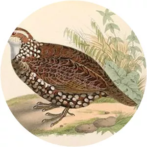 Spot-bellied bobwhite
