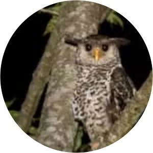 Spot-bellied eagle-owl