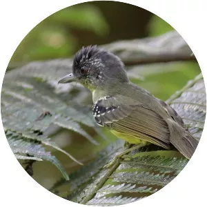 Spot-breasted antvireo - Bird