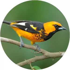 Spot-breasted oriole
