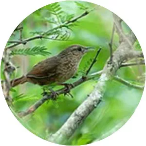 Spot-breasted thornbird