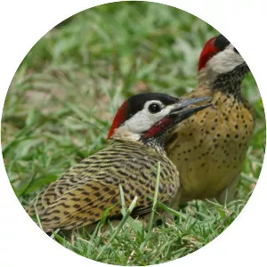Spot-breasted woodpecker