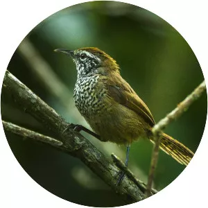 Spot-breasted wren