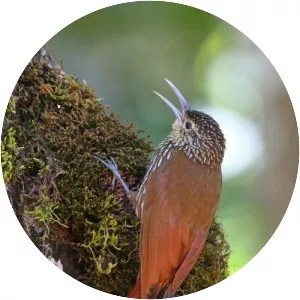 Spot-crowned woodcreeper - Bird