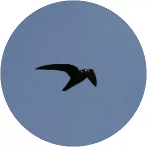 Spot-fronted swift - Bird