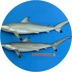 Spot-tail shark