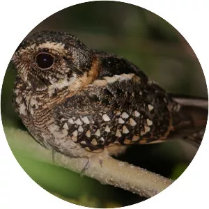 Spot-tailed nightjar