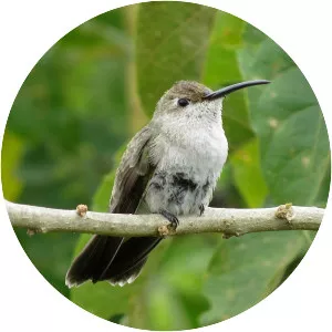Spot-throated hummingbird - Bird