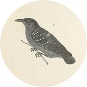 Spot-winged antshrike