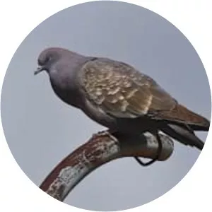 Spot-winged pigeon