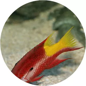 Spotfin hogfish