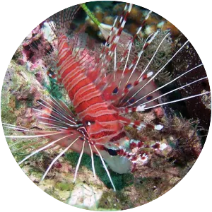 Spotfin lionfish