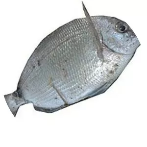 Spottail pinfish