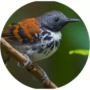 Spotted antbird