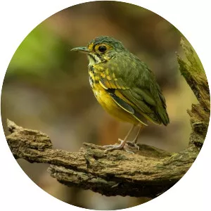 Spotted antpitta
