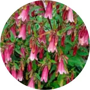 Spotted bellflower - Plants