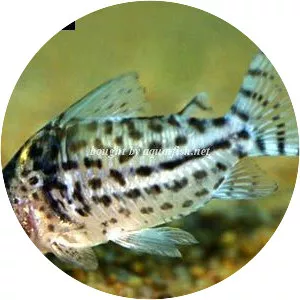 Spotted corydoras